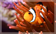 サンゴ、岩、障害物までの距離や深さに十分に配慮