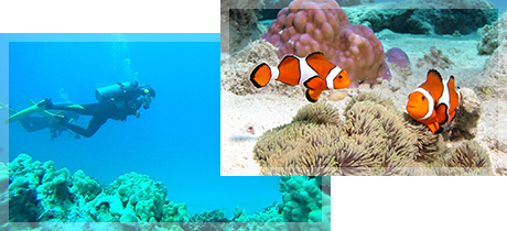 スクーバダイビングとは？