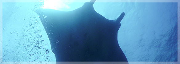 石垣島（沖縄県）