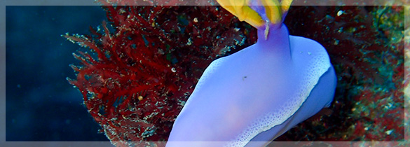 城ケ島（神奈川県）